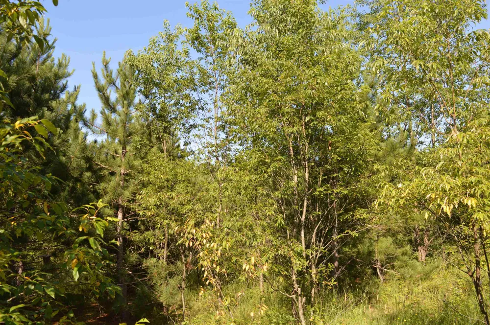 NE Holly Road Rapid River Township, MI 49646