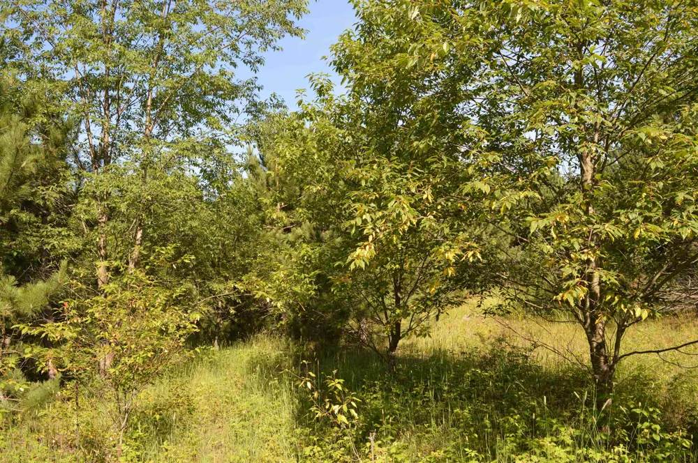 NE Holly Road Rapid River Township, MI 49646