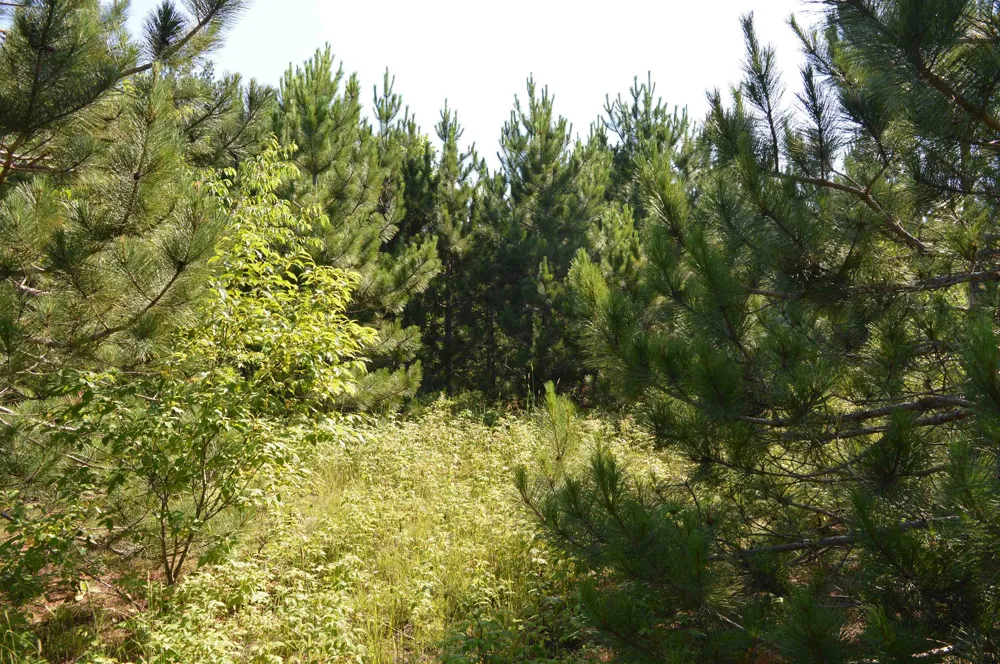 NE Holly Road Rapid River Township, MI 49646