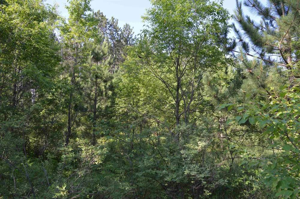 NE Holly Road Rapid River Township, MI 49646