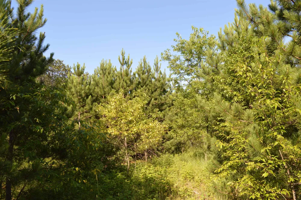 NE Holly Road Rapid River Township, MI 49646