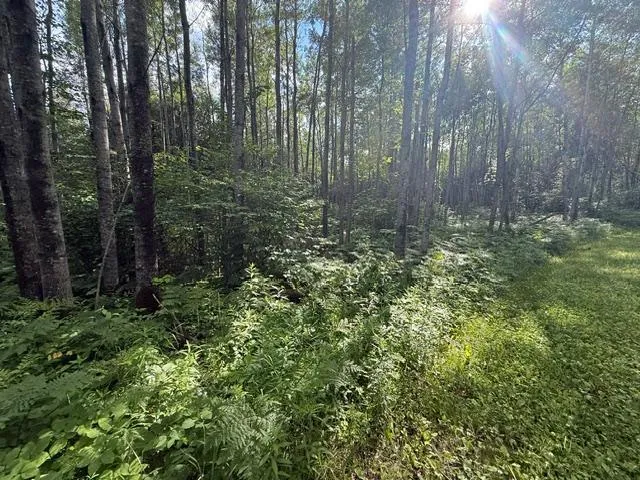 TBD Moose Lake Road Pennington, MN 56663