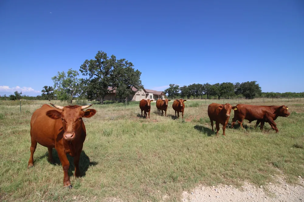 449 CR 194 Ovalo, TX 79541