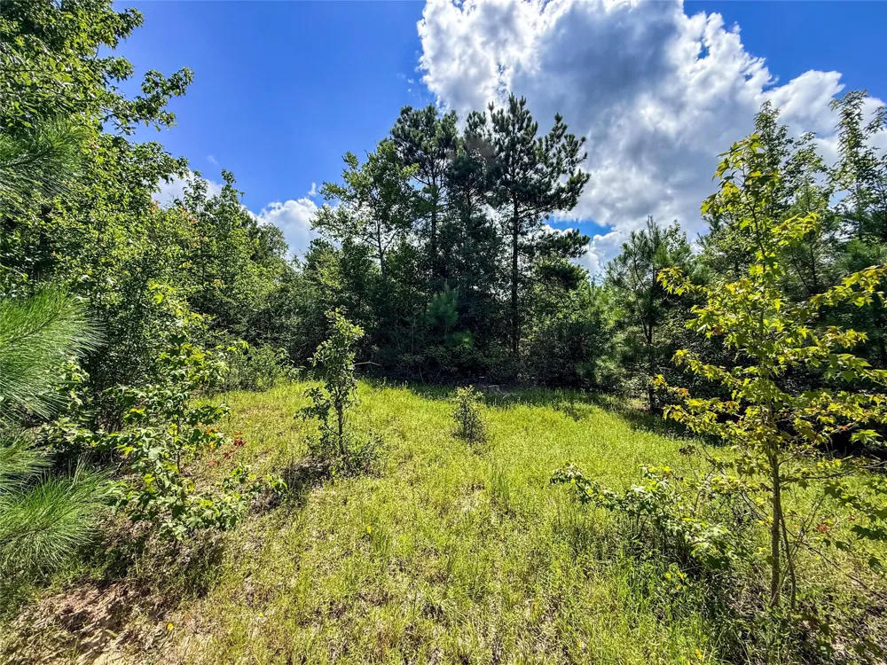 738 CR 1209 Grapeland, TX 75844