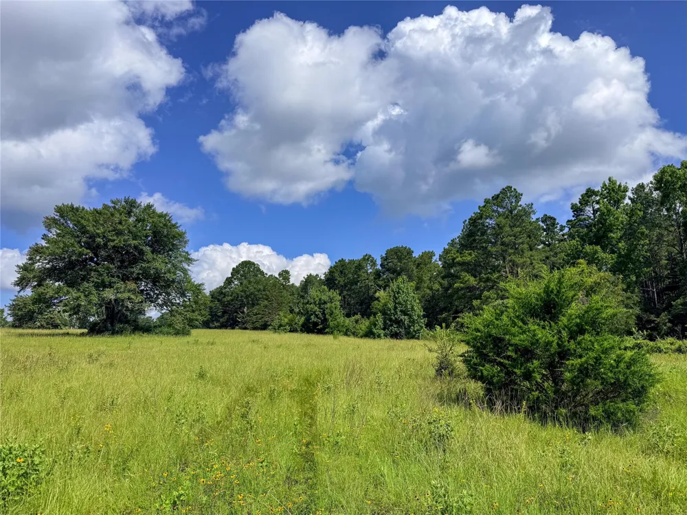 738 CR 1209 Grapeland, TX 75844