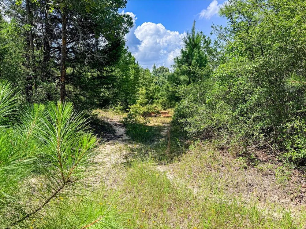 738 CR 1209 Grapeland, TX 75844
