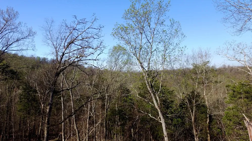 331 Chestnut Ridge Walland, TN 37886