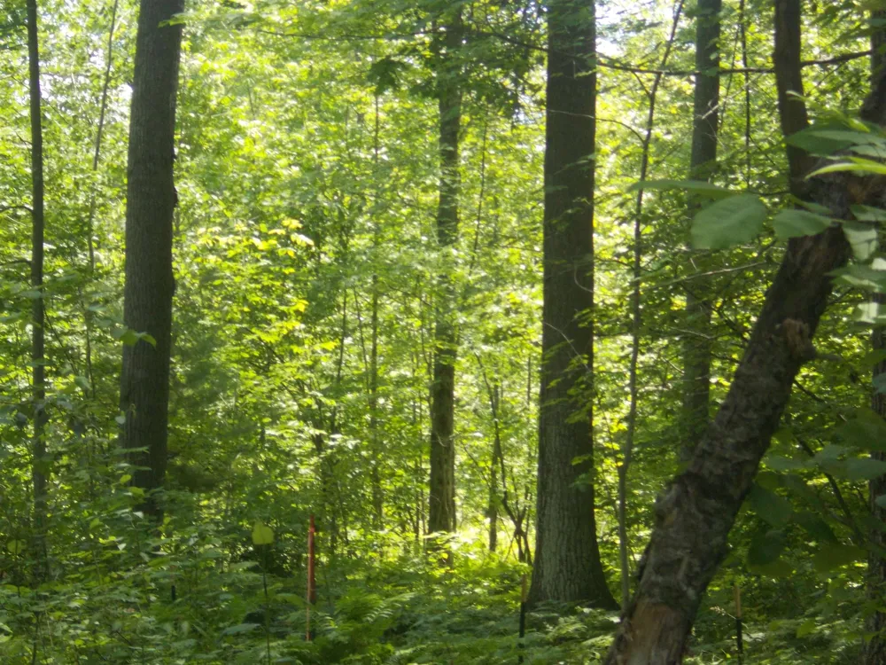 Fern Street Plainfield Township, MI 48739
