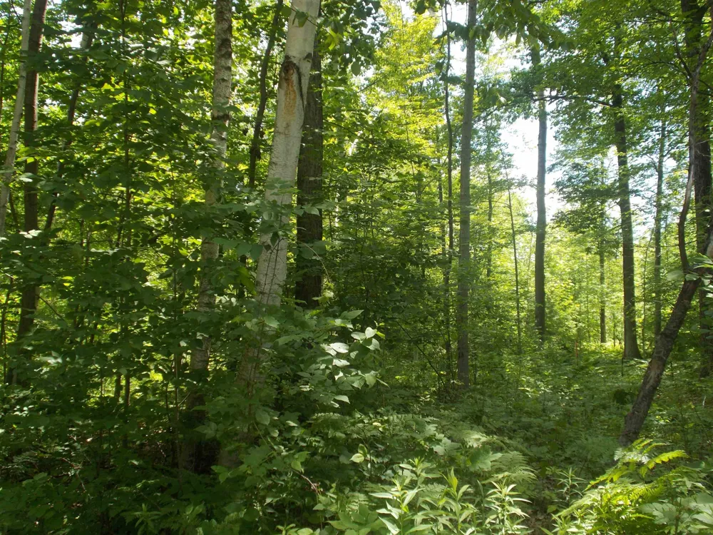 Fern Street Plainfield Township, MI 48739