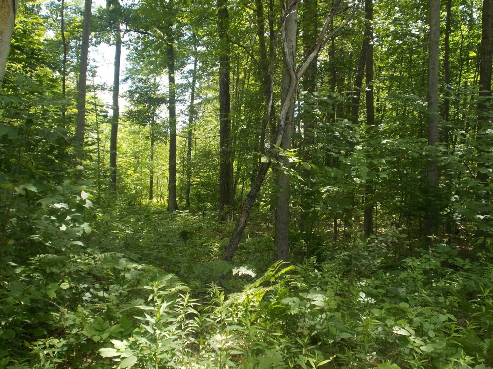 Fern Street Plainfield Township, MI 48739