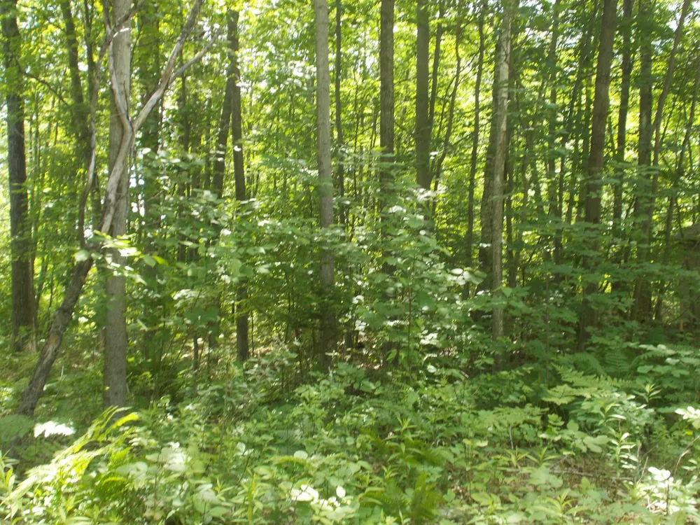 Fern Street Plainfield Township, MI 48739