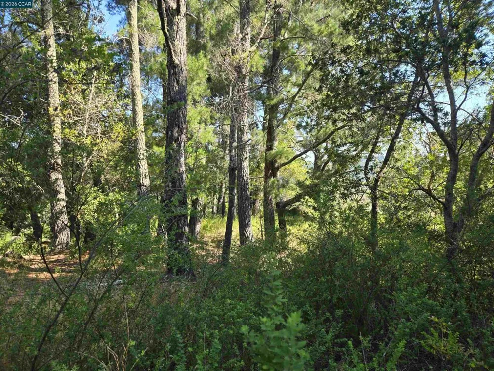 100 Black Log Rd Kentfield, CA 94904