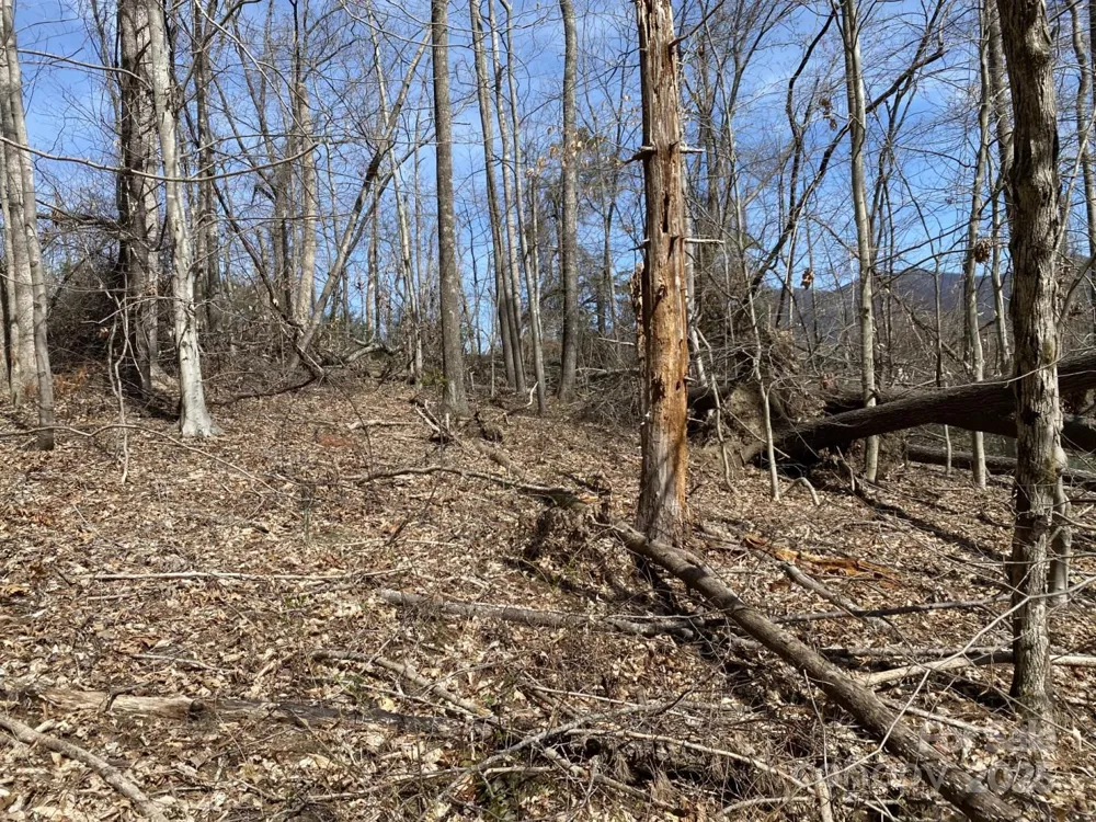 1 Pink Fox Cove Road Weaverville, NC 28787