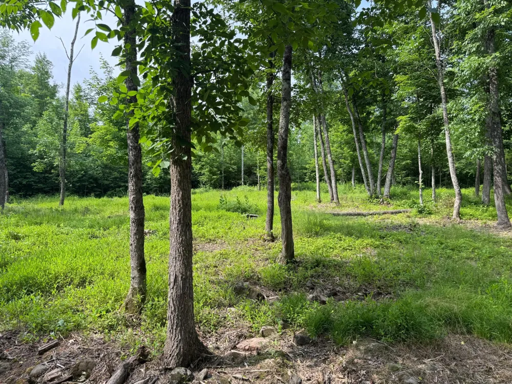 XXX W Eckel Lane Couderay, WI 54835