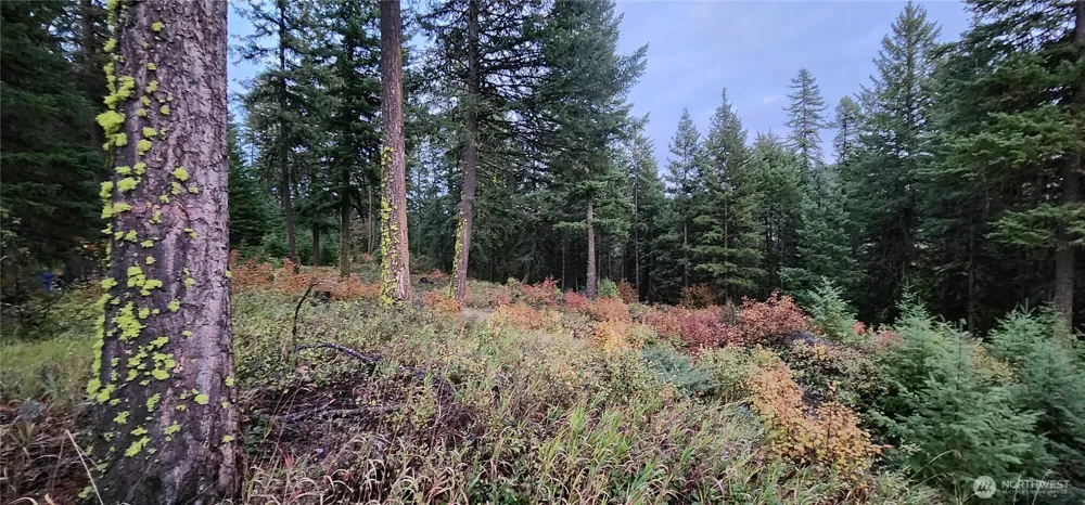 2518 A Bodie Mountain Road Colville, WA 99114