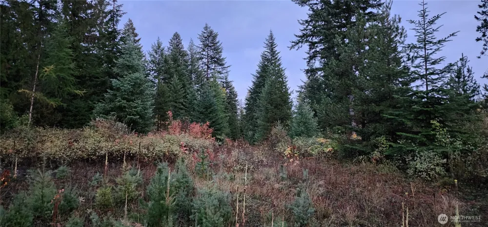 2518 A Bodie Mountain Road Colville, WA 99114