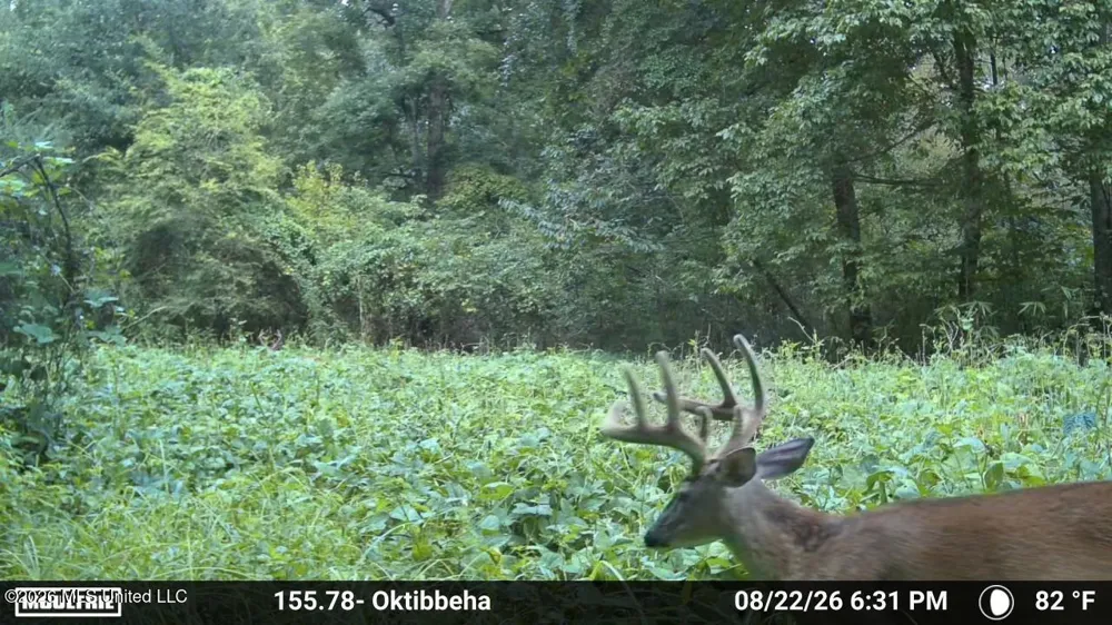 Mississippi 12 Starkville, MS 39759