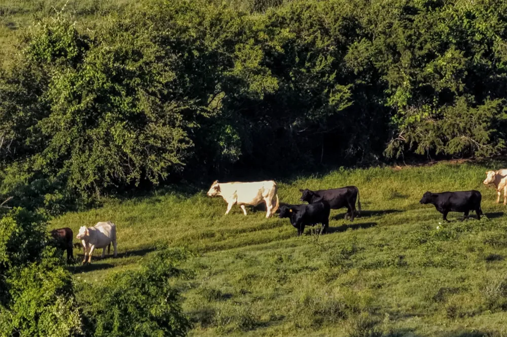 Straws Mill Road Gatesville, TX 76528