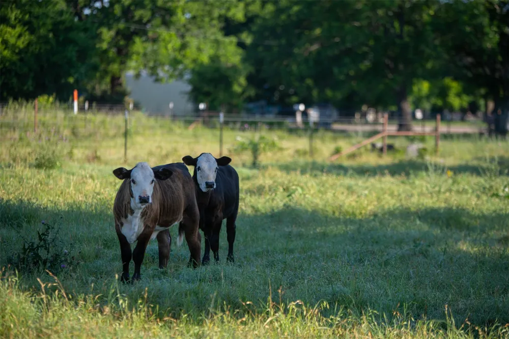Straws Mill Road Gatesville, TX 76528
