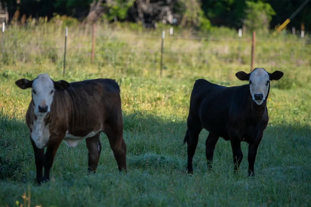 Straws Mill Road Gatesville, TX 76528