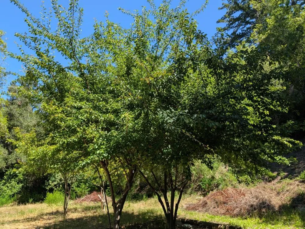 18770 Kelly (Mustang Mesa) Boulder Creek, CA 95006