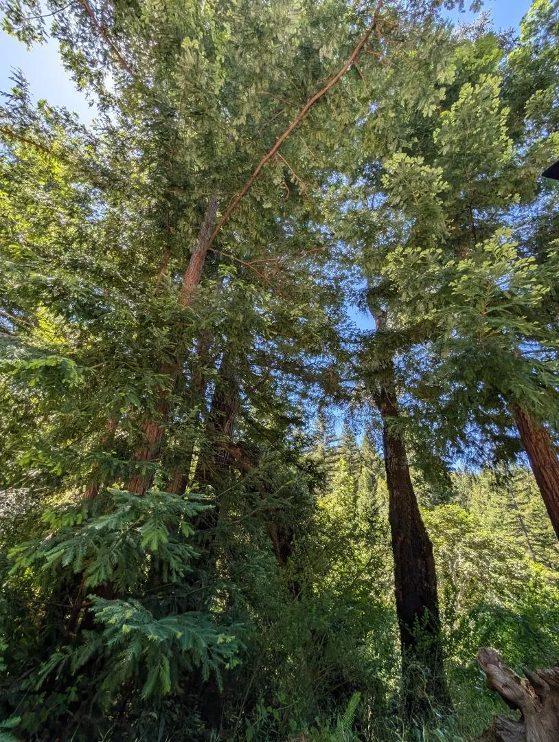 18770 Kelly (Mustang Mesa) Boulder Creek, CA 95006