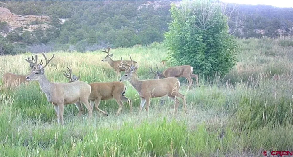 18726 Kimball Creek Road Collbran, CO 81624