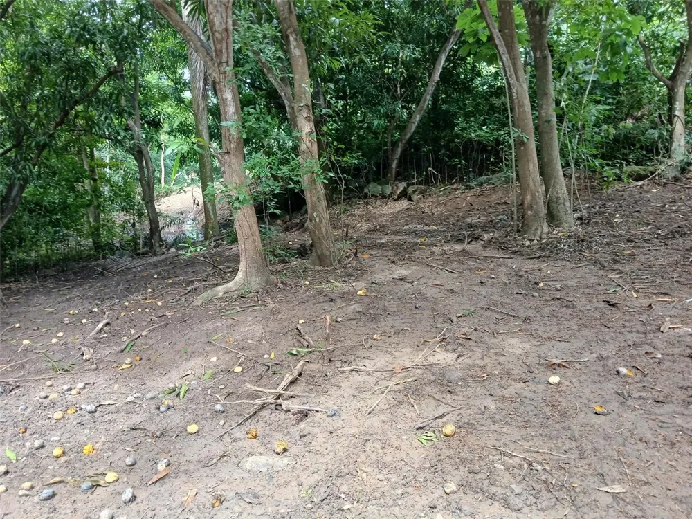 BARRERO STREET Rincon, PR 00677