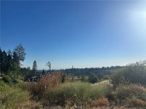 13753 Sugar Pine