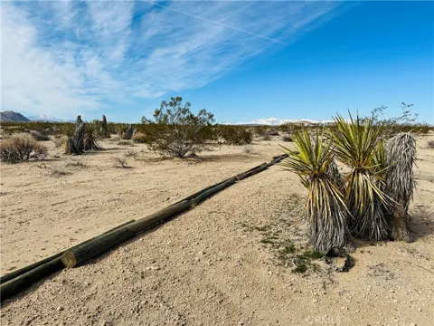 1234 Desert Lily