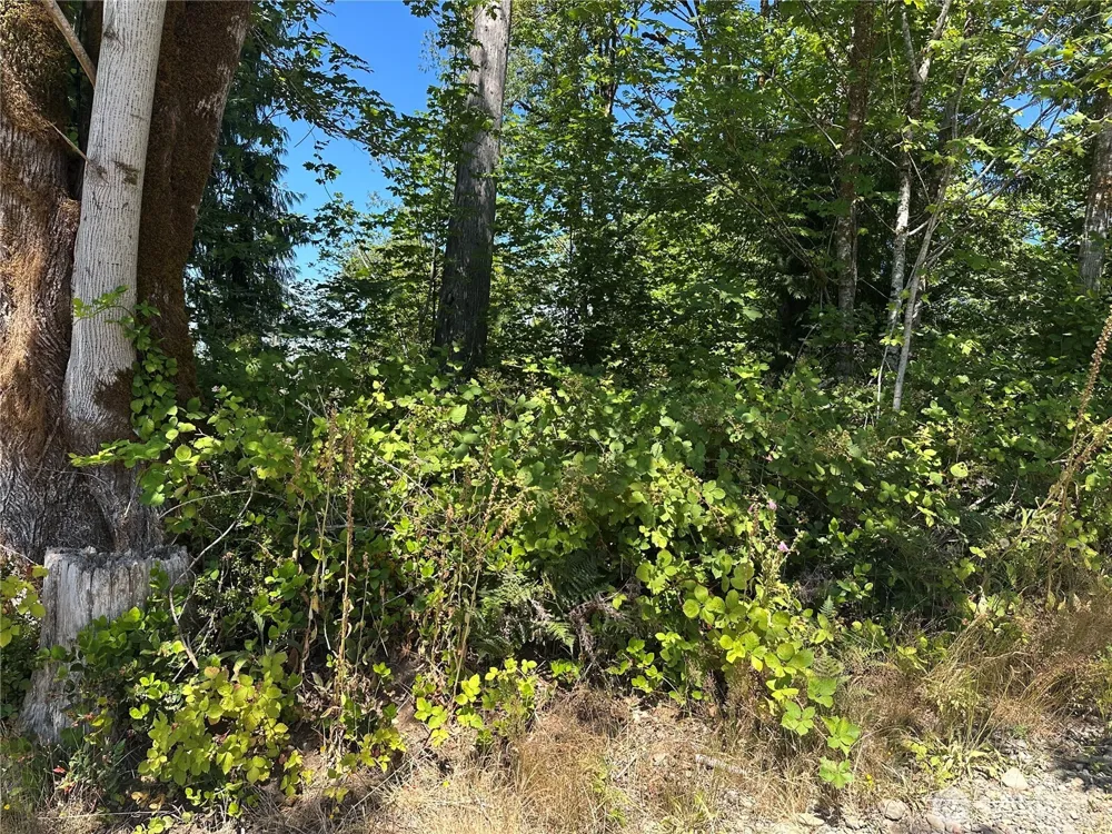 0 XXX Hippie Hill Road Belfair, WA 98528