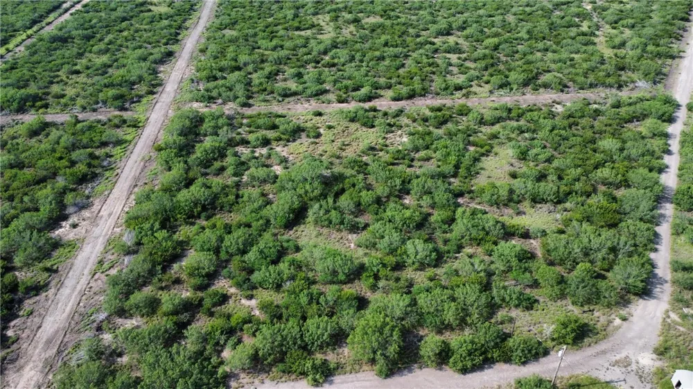 Honey Mesquite Freer, TX 78357