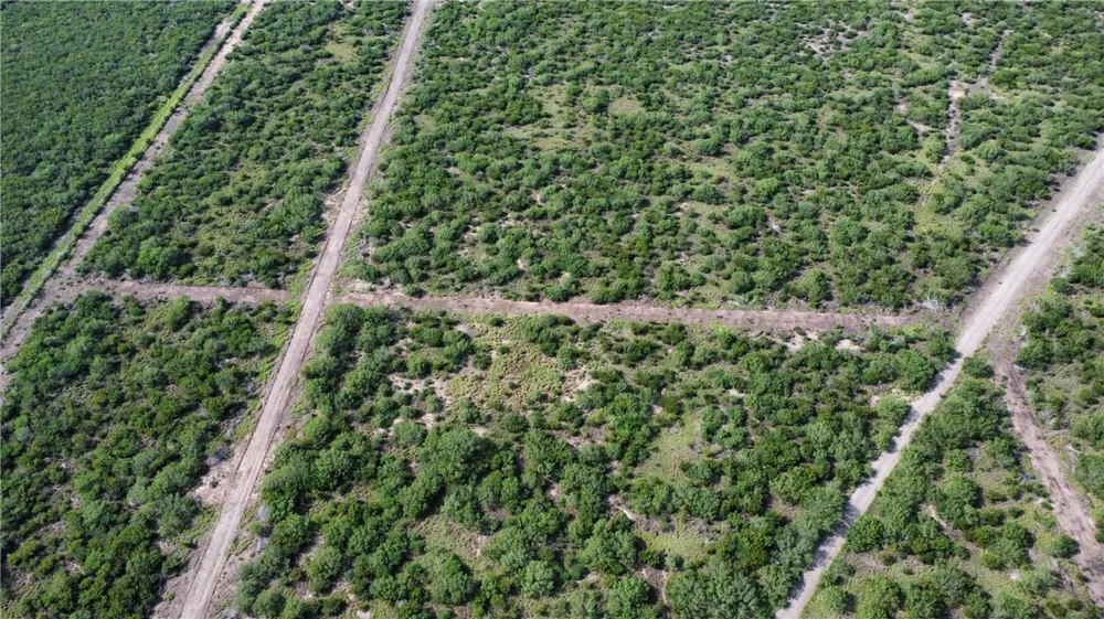 Honey Mesquite Freer, TX 78357