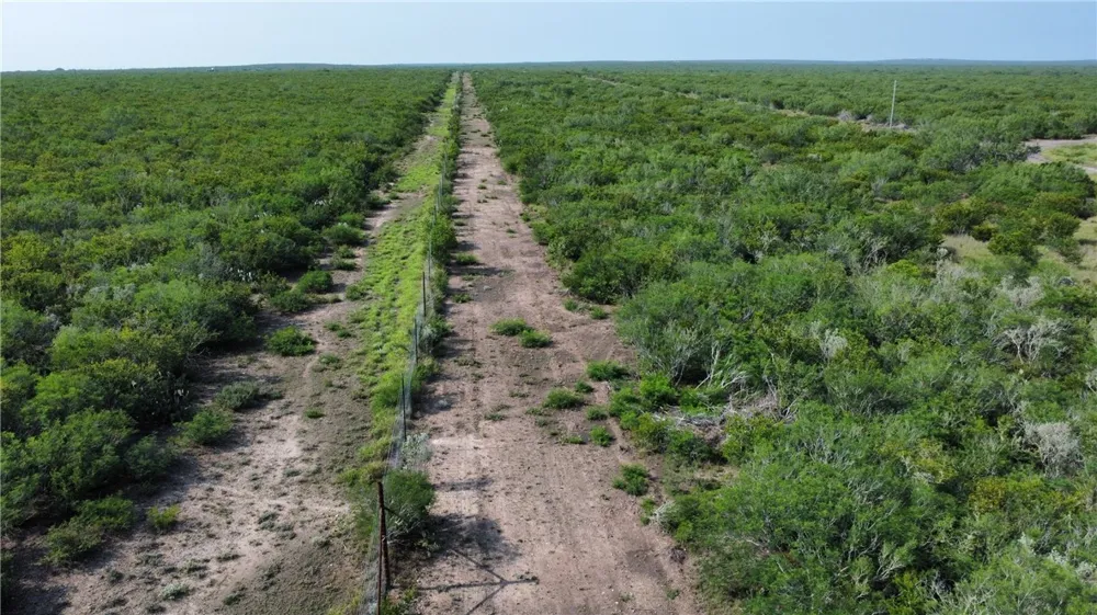 Honey Mesquite Freer, TX 78357