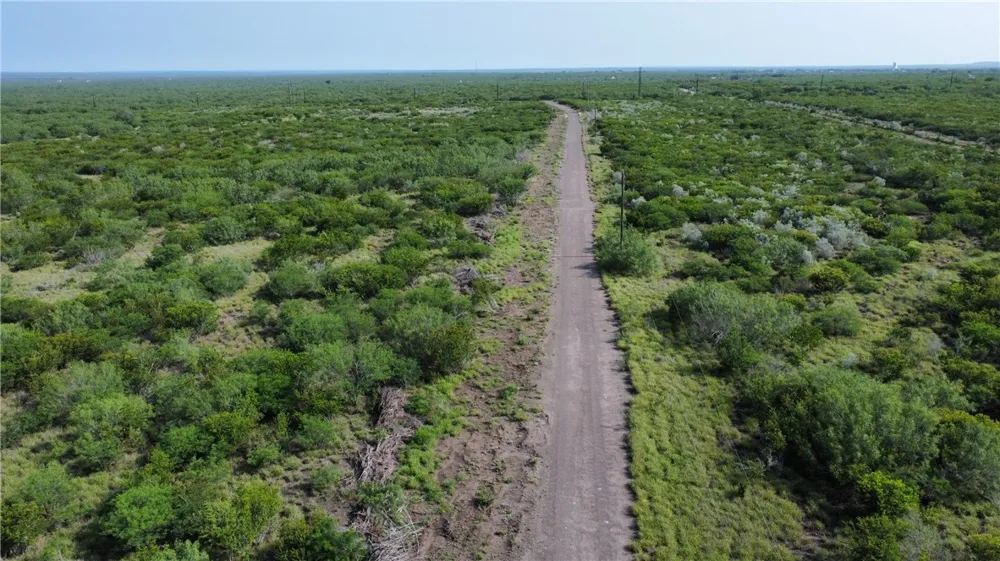 Honey Mesquite Freer, TX 78357