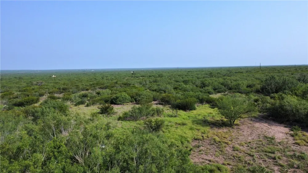 Honey Mesquite Freer, TX 78357