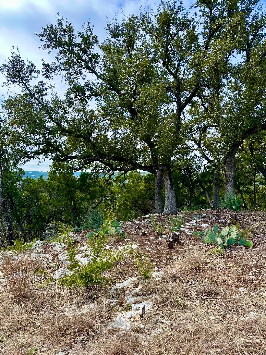 795 Cimarron Spring Branch, TX 78070