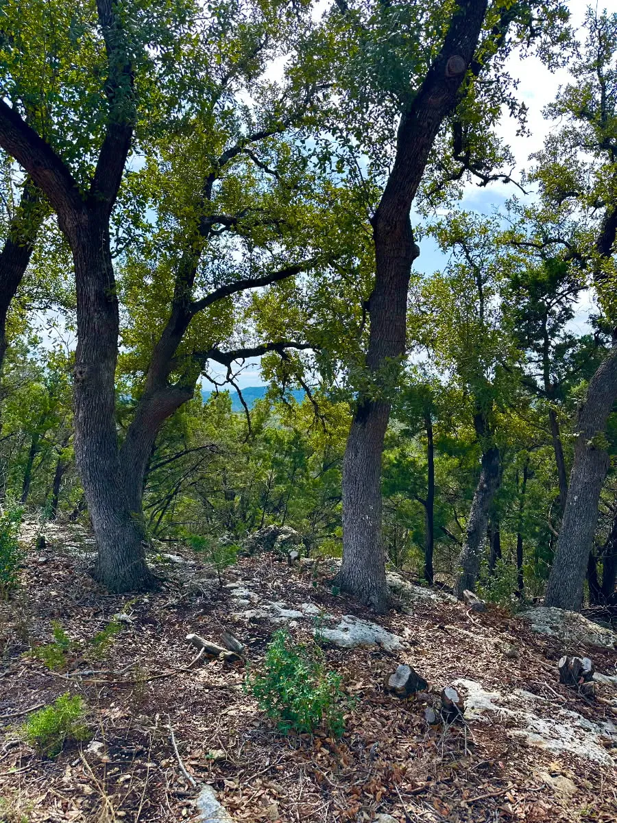 795 Cimarron Spring Branch, TX 78070