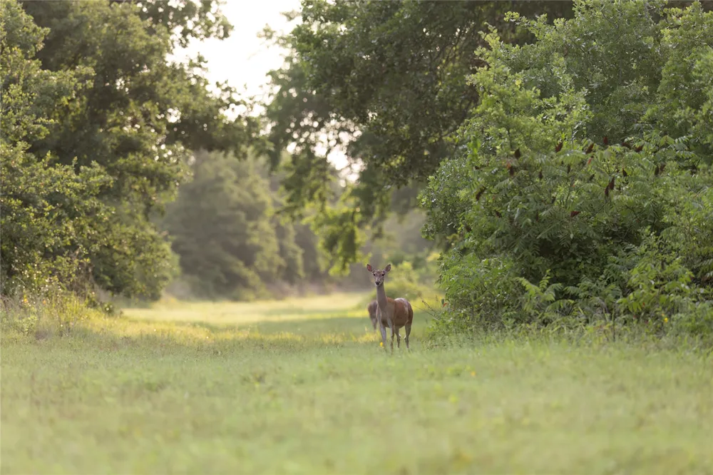 10371 State Hwy 148 Jacksboro, TX 76458