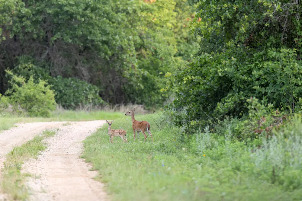 10371 State Hwy 148 Jacksboro, TX 76458