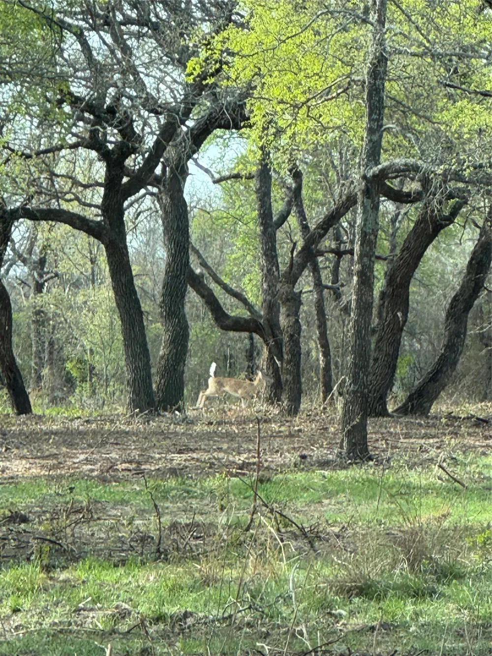 10979 County Road 401 Dublin, TX 76446