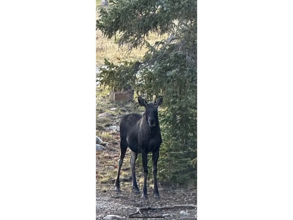 9562 CO RD 18 Fairplay, CO 80440