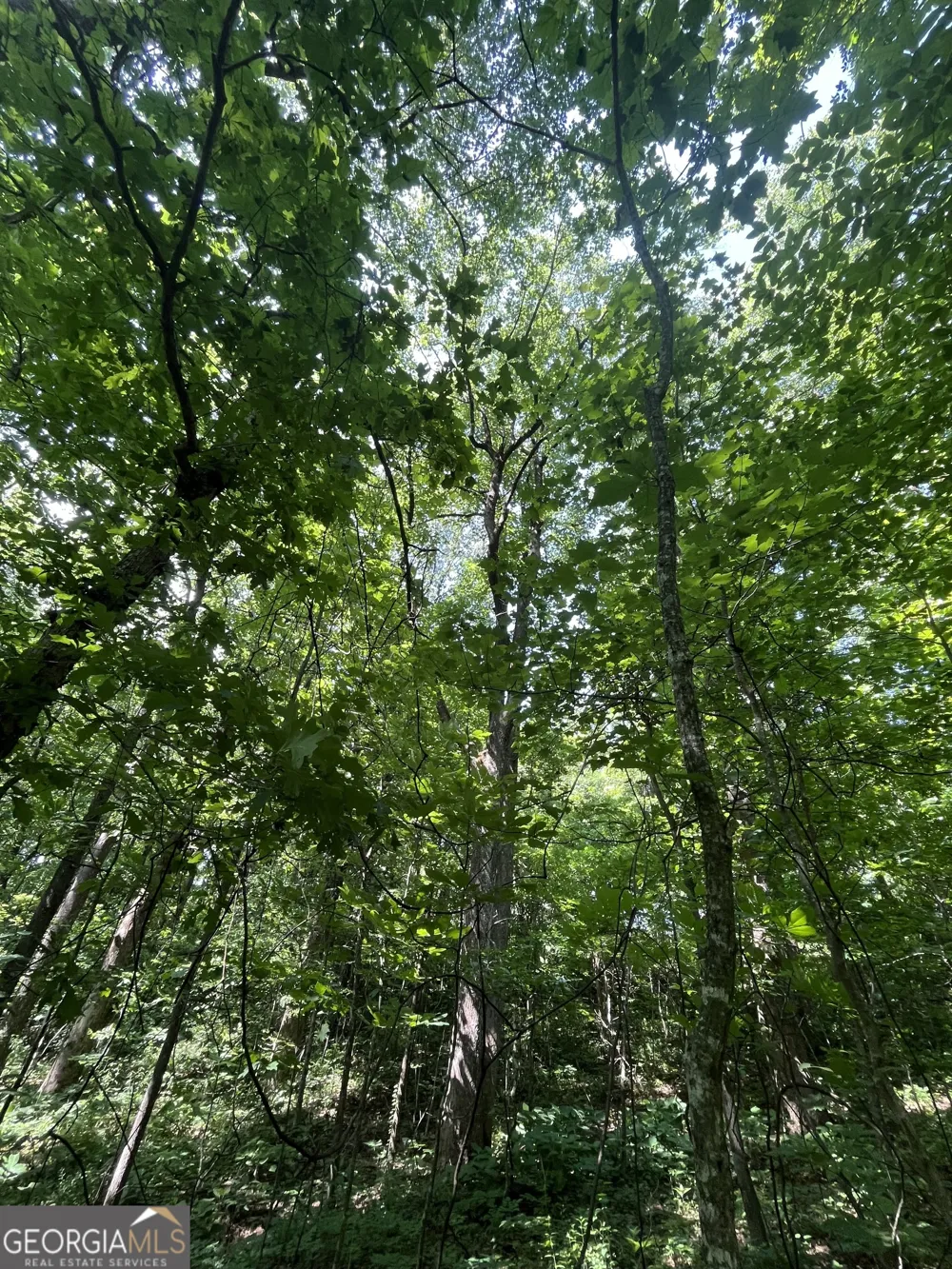 0 Monument RD Jasper, GA 30143