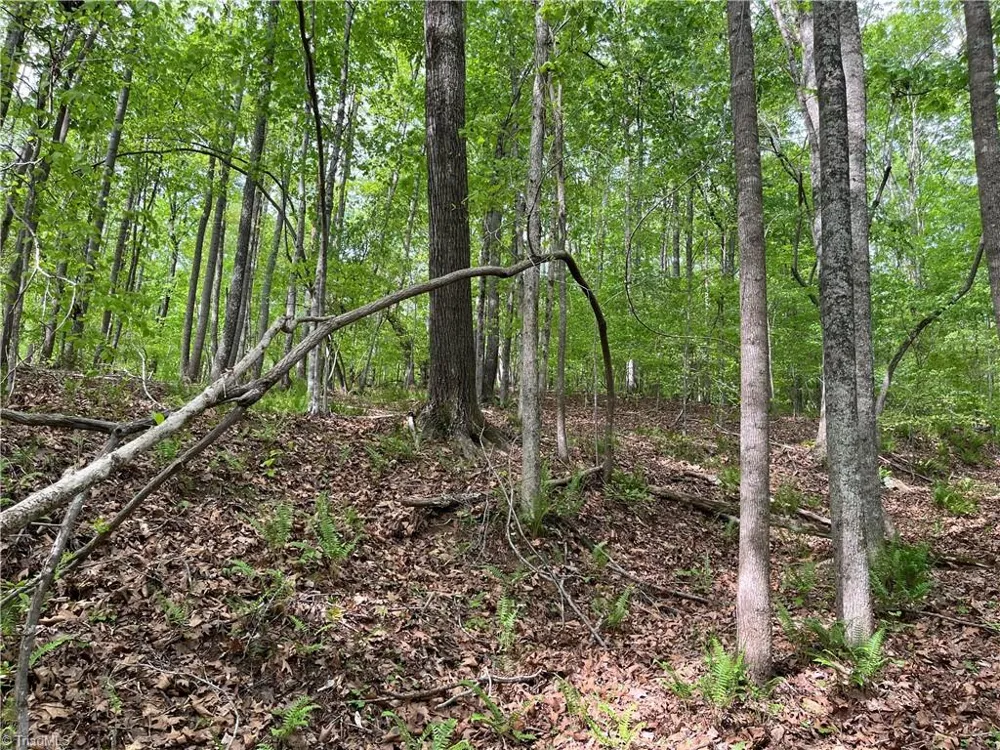 0 Sheets Trail Germanton, NC 27019