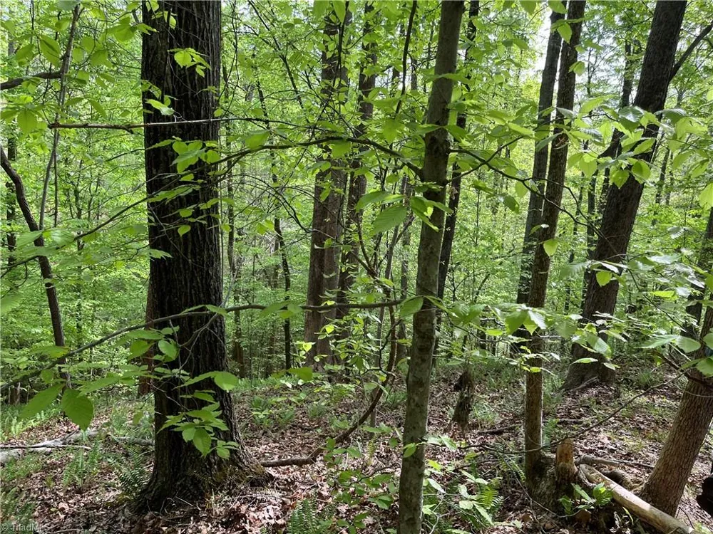 0 Sheets Trail Germanton, NC 27019