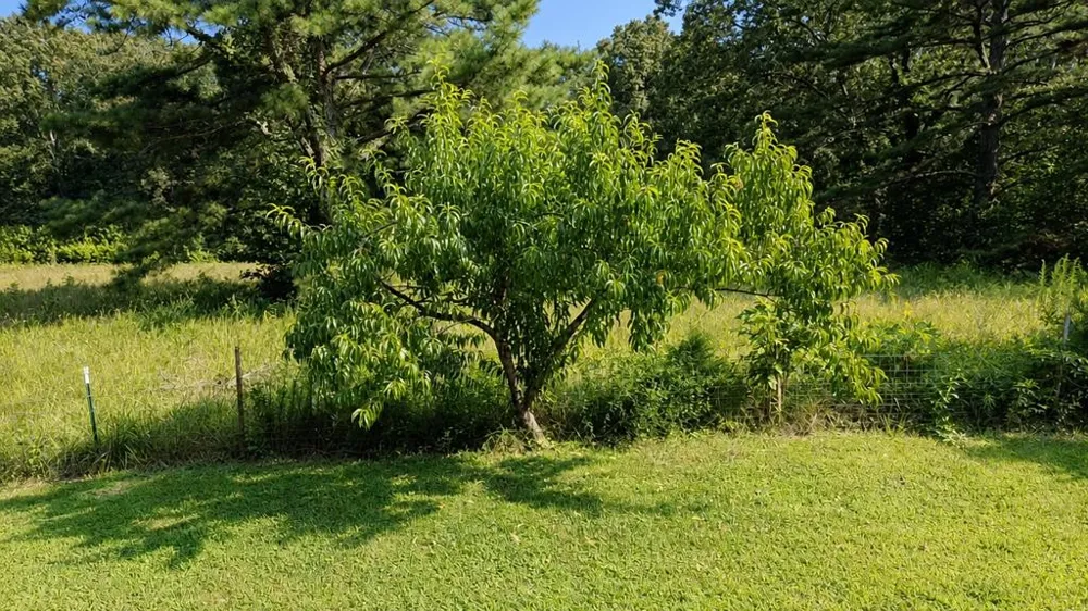 165 Smith Ln Camden, TN 38320
