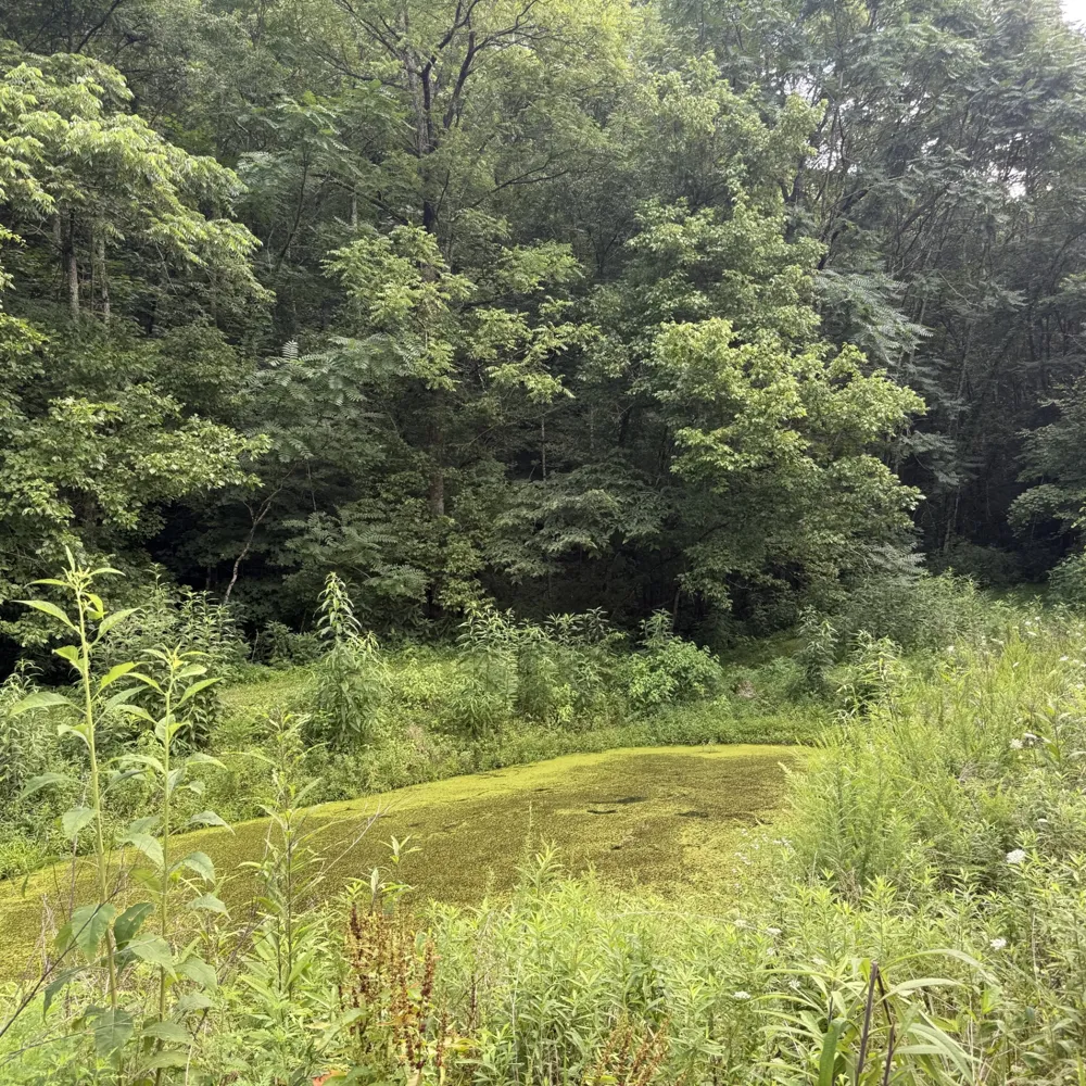 2625 Wartrace Hwy Pleasant Shade, TN 37145
