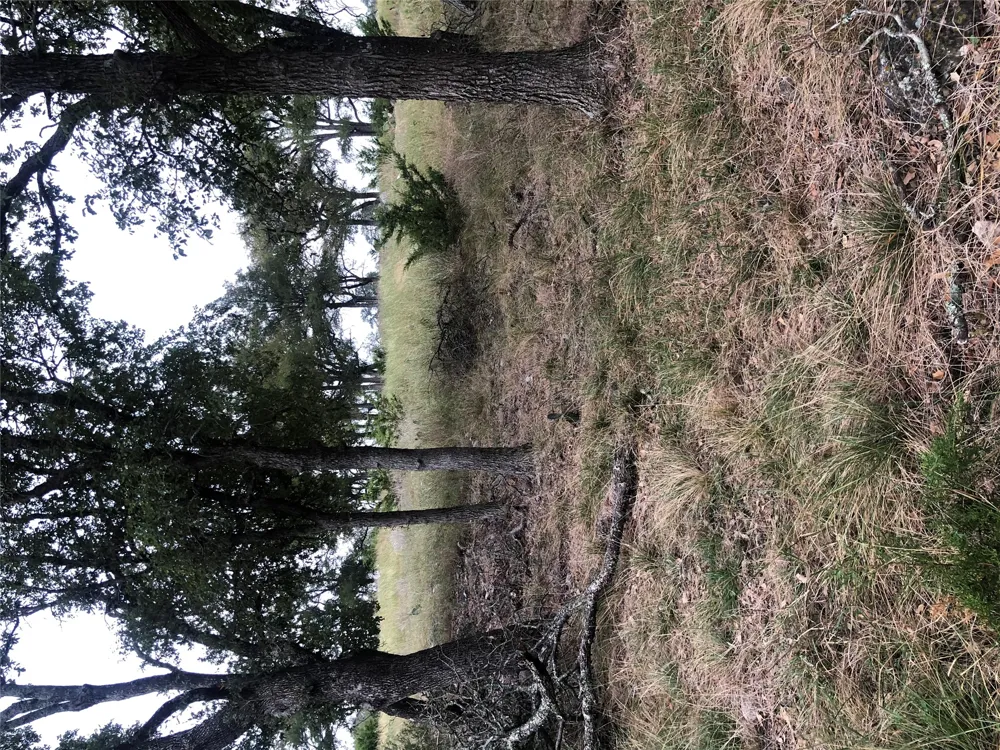 99 Axis Circle Fredericksburg, TX 78624