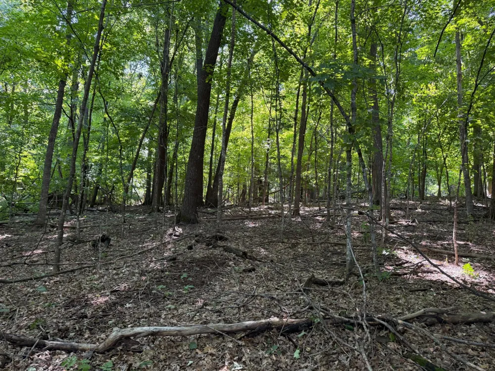 TBD 215th Avenue Long Prairie, MN 56347