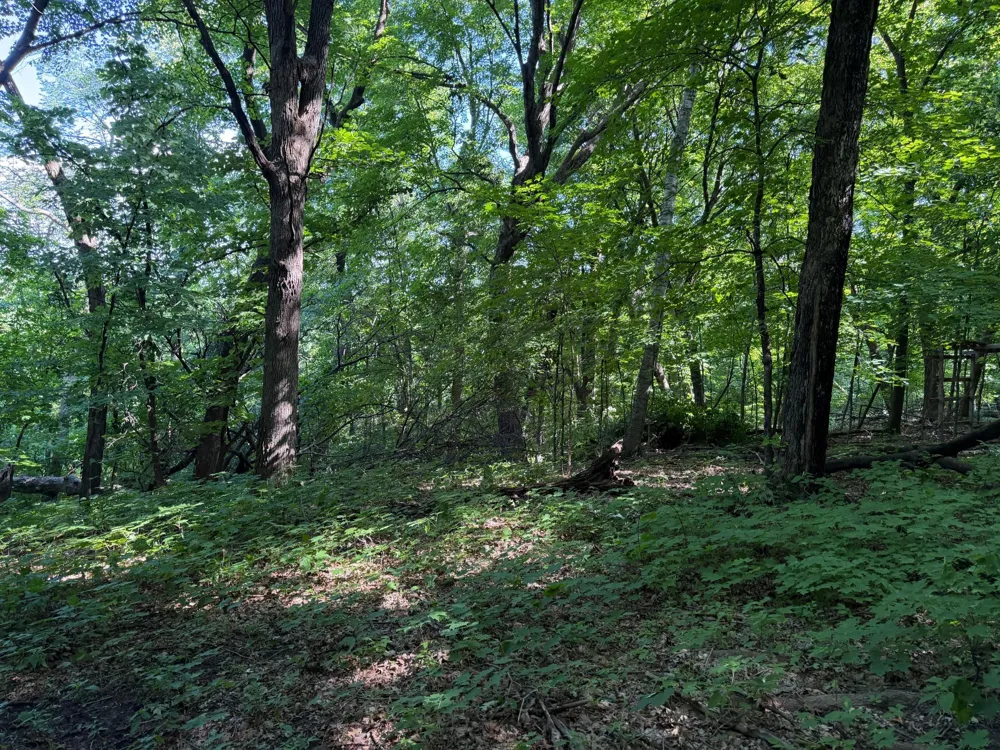 TBD 215th Avenue Long Prairie, MN 56347